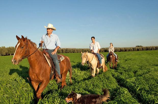 במוסקט תמצאו גם חוות סוסים וניתן להזמין טיולי רכיבה בשדות הירוקים במרחבים העצומים - Muscat Complexe de villégiature de luxe